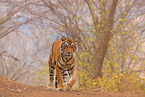 Bengal tiger (Panthera tigris) female walking in forest. Ranthambhore National Park, India.