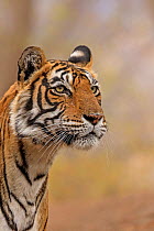 Bengal tiger (Panthera tigris) female, portrait. Ranthambhore National Park, India.