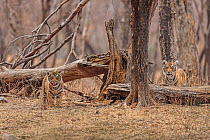 Bengal tiger (Panthera tigris), two cubs standing amongst tree stumps. Ranthambhore National Park, India.