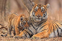 Bengal tiger (Panthera tigris) female and cub, portrait. Ranthambhore National Park, India.