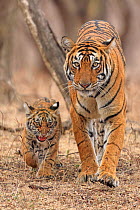 Bengal tiger (Panthera tigris) female and cub walking, portrait. Ranthambhore National Park, India.