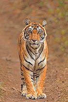 Bengal tiger (Panthera tigris) female standing, portrait. Ranthambhore National Park, India.