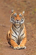 Bengal tiger (Panthera tigris) female lying down, portrait. Ranthambhore National Park, India.