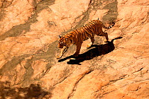 Bengal tiger (Panthera tigris) cub walking across rock. Ranthambhore National Park, India.