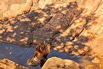 Bengal tiger (Panthera tigris) female cooling down in pool during heat of summer. Ranthambhore National Park, India.