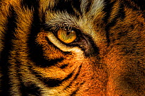 Bengal tiger (Panthera tigris) female, close up of eye. Ranthambhore National Park, India.
