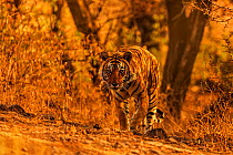 Bengal tiger (Panthera tigris) dominant male walking through forest in morning light. Ranthambhore National Park, India.