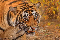 Bengal tiger (Panthera tigris) sub-adult male snarling. Ranthambhore National Park, India.