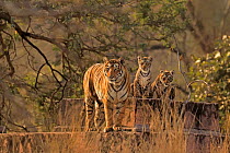 Bengal tiger (Panthera tigris) female and cubs. Ranthambhore National Park, India