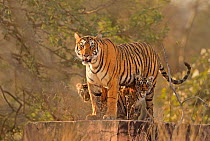 Bengal tiger (Panthera tigris) female and cubs. Ranthambhore National Park, India.