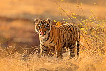 Bengal tiger (Panthera tigris) cub standing, licking lips. Ranthambhore National Park, India.