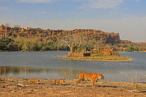 Bengal tiger (Panthera tigris) female walking followed by two cubs. Along lake shore, Ranthambhore National Park, India.