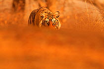 Bengal tiger (Panthera tigris) female walking. Ranthambhore National Park, India.