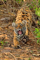 Bengal tiger (Panthera tigris) cub. Ranthambhore National Park, India.