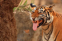 Bengal tiger (Panthera tigris) female showing flehmen response to detect scent on air. Ranthambhore National Park, India.