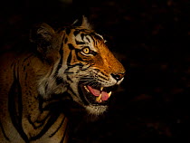Bengal tiger (Panthera tigris) portrait. Ranthambhore National Park, India.