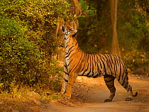 Bengal tiger (Panthera tigris) sniffing scent mark, standing on path in forest. Ranthambhore National Park, India.