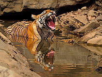 Bengal tiger (Panthera tigris) with mouth open, cooling in pool during summer heat. Ranthambhore National Park, India.