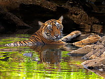 Bengal tiger (Panthera tigris) cooling in pool during summer heat. Ranthambhore National Park, India.