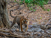 Bengal tiger (Panthera tigris) male. Ranthambhore National Park, India.
