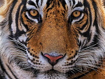 Bengal tiger (Panthera tigris) male, sub-adult aged three years, face portrait. Ranthambhore National Park, India.