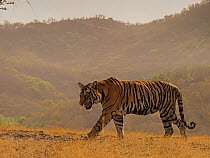 Bengal tiger (Panthera tigris) male, sub-adult aged three years. Ranthambhore National Park, India.