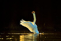 Mute swan (Cygnus olor) stretching wings on water. In morning light, Wales, UK. February.
