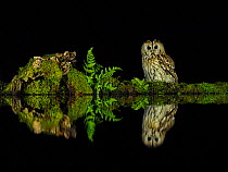 Tawny owl (Strix aluco) sitting, reflected in pool. UK. June.