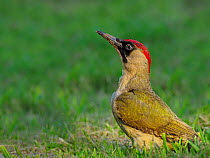 Green woodpecker (Picus viridis) feeding on ground. UK. July.