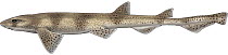 Illustration of Spiny dogfish (Squalus acanthias) lateral view of female. Images 1626307 - 1626310 show variation in skin patterns in this species.