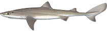 Illustration of Spiny dogfish (Squalus acanthias) lateral view of female. Images 1626307 - 1626310 show variation in skin patterns in this species.
