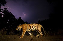 Bengal tiger (Panthera tigris tigris) walking at night, with monsoon clouds and lightning. Kanha National Park, Central India. Dominant male (T29)