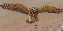 Burrowing owl (Athene cunicularia) male flying to feed chicks, insect prey in talon. Marana, Arizona, USA. May.