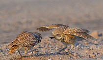 Burrowing owl (Athene cunicularia), male presenting Insect prey to female. Female will feed it to brood. Marana, Arizona, USA. May.
