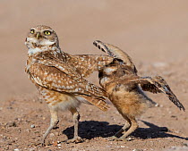 Burrowing owl (Athene cunicularia) male covering fledgling with wings to protect from danger. Fledgling flapping wings in protest. Marana, Arizona, USA. May. Sequence 1/2.