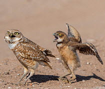 Burrowing owl (Athene cunicularia) male covering fledgling with wings to protect from danger. Fledgling vocalising and flapping wings in protest. Marana, Arizona, USA. May. Sequence 2/2.