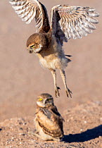 Burrowing owl (Athene cunicularia), two fledglings aged one month, one testing wings in flight above sibling. Marana, Arizona, USA. May.