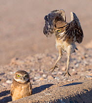 Burrowing owl (Athene cunicularia), two fledglings aged one month, one testing wings in flight. Marana, Arizona, USA. May.