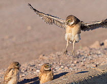Burrowing owl (Athene cunicularia) fledgling testing wings in flight with siblings observing. Aged one month. Marana, Arizona, USA. May.