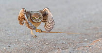 Burrowing owl (Athene cunicularia) fledgling aged one month testing wings in flight whilst playing with stick. Marana, Arizona, USA. May.