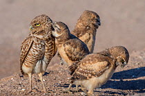 Burrowing owl (Athene cunicularia) female and three chicks. Marana, Arizona, USA. May.