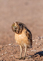Burrowing owl (Athene cunicularia) fledgling aged one month tilting head to judge distance. Marana, Arizona, USA. May.