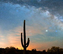 Saguaro cactus (Carnegiea gigantea) blooming in early morning. Saturn, jupiter and milky way in night sky. Sonoran Desert National Monument, Arizona, USA. May 2019.