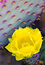 Santa Rita prickly pear (Opuntia santarita) cactus flower with new growth spines on pad. Santa Catalina mountains foothills, Upper Sonnoran Desert, Arizona, USA. May.