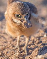 Burrowing owl (Athene cunicularia) fledgling aged a few weeks carrying lump of mud in beak. Marana, Arizona, USA. May.