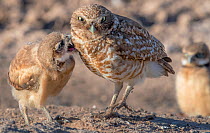 Burrowing owl (Athene cunicularia) fledgling begging female for food. Marana, Arizona, USA. May.