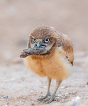 Burrowing owl (Athene cunicularia) fledgling carrying mud in beak. Marana, Arizona, USA. May.