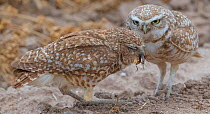 Burrowing owl (Athene cunicularia) female receiving food from male to feed to chicks. Marana, Arizona, USA. May. Sequence 1/2.