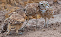 Burrowing owl (Athene cunicularia) female feeding chicks after receiving food from male on right. Marana, Arizona, USA. May. Sequence 2/2.