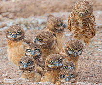 Burrowing owl (Athene cunicularia) female and ten chicks aged a few weeks. Marana, Arizona, USA. May.